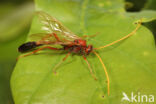 Eremotylus marginatus