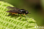 Beris clavipes