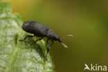 Magdalis ruficornis