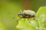 Nettle weevil (Phyllobius pomaceus)