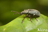 Phyllobius pyri