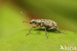 Polydrusus cervinus