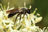 Andrena nigrospina