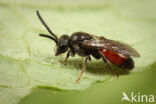 Sphecodes ferruginatus