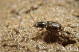 Achtvlekpriempje (Bembidion octomaculatum)