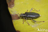 Donacia crassipes