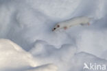 Weasel (Mustela nivalis)