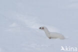 Weasel (Mustela nivalis)