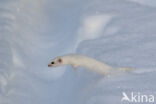 Weasel (Mustela nivalis)