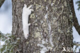 Weasel (Mustela nivalis)
