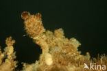 Styela clava
