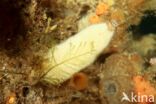 Gewone Zakspons (Sycon ciliatum)