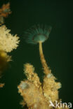 peacock worm (Sabella pavonina)