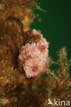Botrylloides violaceus