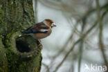 Hawfinch (Coccothraustes coccothraustes)