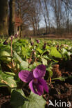 Maarts viooltje (Viola odorata)