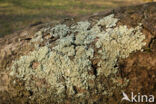 Groen boomschildmos (Flavoparmelia soredians)