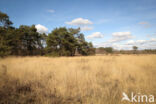 Landschotse Heide