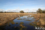 Landschotse Heide