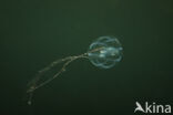 sea gooseberry (Pleurobrachia pileus)