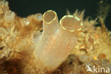 Sea squirt (Ciona intestinalis)