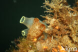 Sea squirt (Ciona intestinalis)