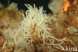 Witte buisjesspons (Leucosolenia variabilis)
