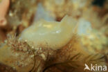 Corella eumyota