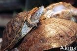 Roodwangschildpad (Trachemys scripta elegans)