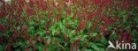 Knotweed (Polygonum amplexicaule ‘Firetail’)