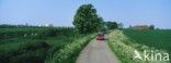 Cow Parsley (Anthriscus sylvestris)
