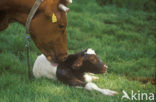 red-and-white Cow (Bos domesticus)