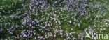 Glory-of-the Snow (Scilla siehei)