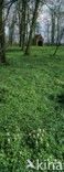 Holwortel (Corydalis cava)