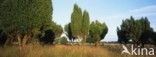 common juniper (Juniperus communis)