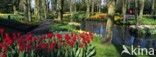 Keukenhof