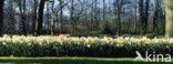daffodil (Narcissus spec.)