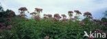 Purper leverkruid (Eupatorium purpureum)