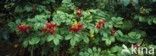 Rimpelroos (Rosa rugosa)