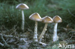 Roodbruine slanke amaniet (Amanita fulva)