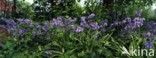Spaanse hyacint