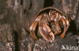 Common hermit crab (Pagurus bernhardus)