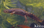 Alpenwatersalamander