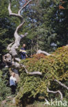 Beech (Fagus spec.)