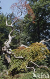 Beech (Fagus spec.)