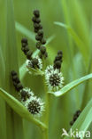 Grote egelskop (Sparganium erectum erectum)