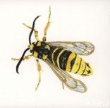 hornet moth (Aegeria apiformis)