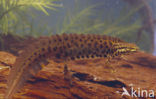 Kleine watersalamander (Triturus vulgaris)