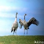 Kraanvogel (Grus grus)