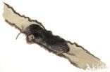 Mole (Talpa europaea)